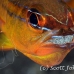 cardinalfish_goldbelly_bhr_tam_h_0266_bal6109.jpg